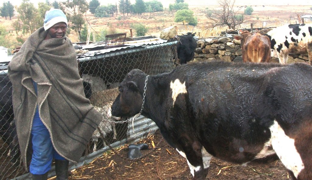 Napo Ramalepe and what he has left of his livestock