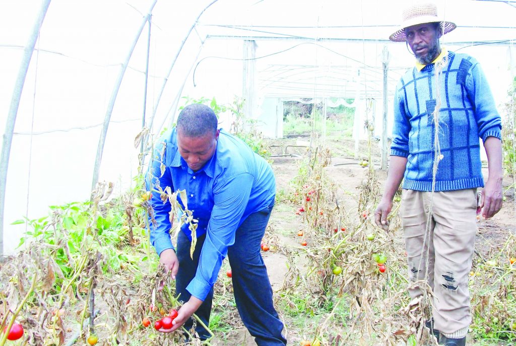 Telle school principal Mr Mothae and the school gardener Mr Tsietsi Phafoli harvest some tomatoes grown in one of the greenhouses donated by WFP