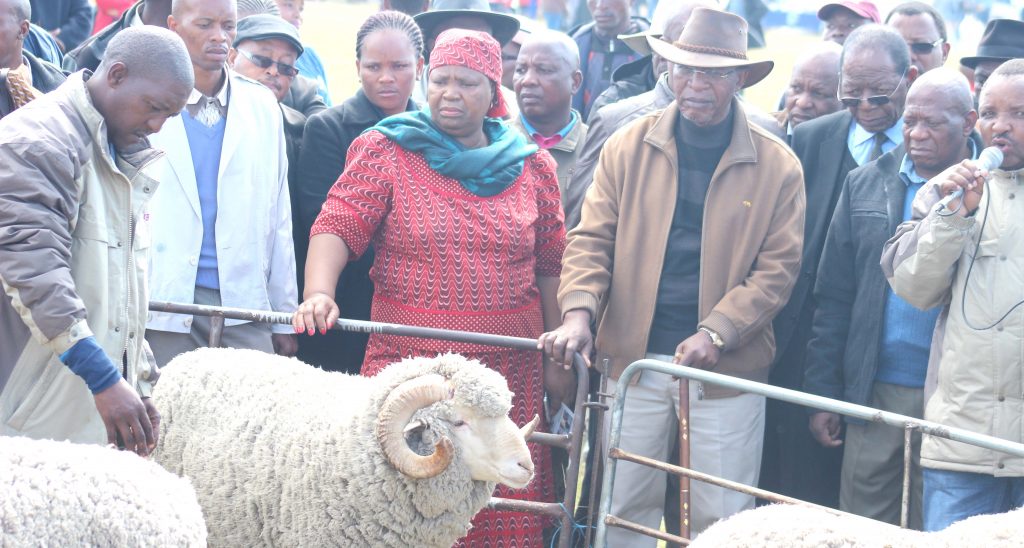 Prime Minister Pakalitha Mosisili & Minister of Agricuture 'Mapalesa Mothokho inpects some of the Marino sheep during the show at Agric college 