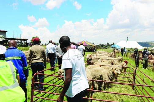 WAMPP's culling and exchange programme helping the red meat Industry - Vimarsana News